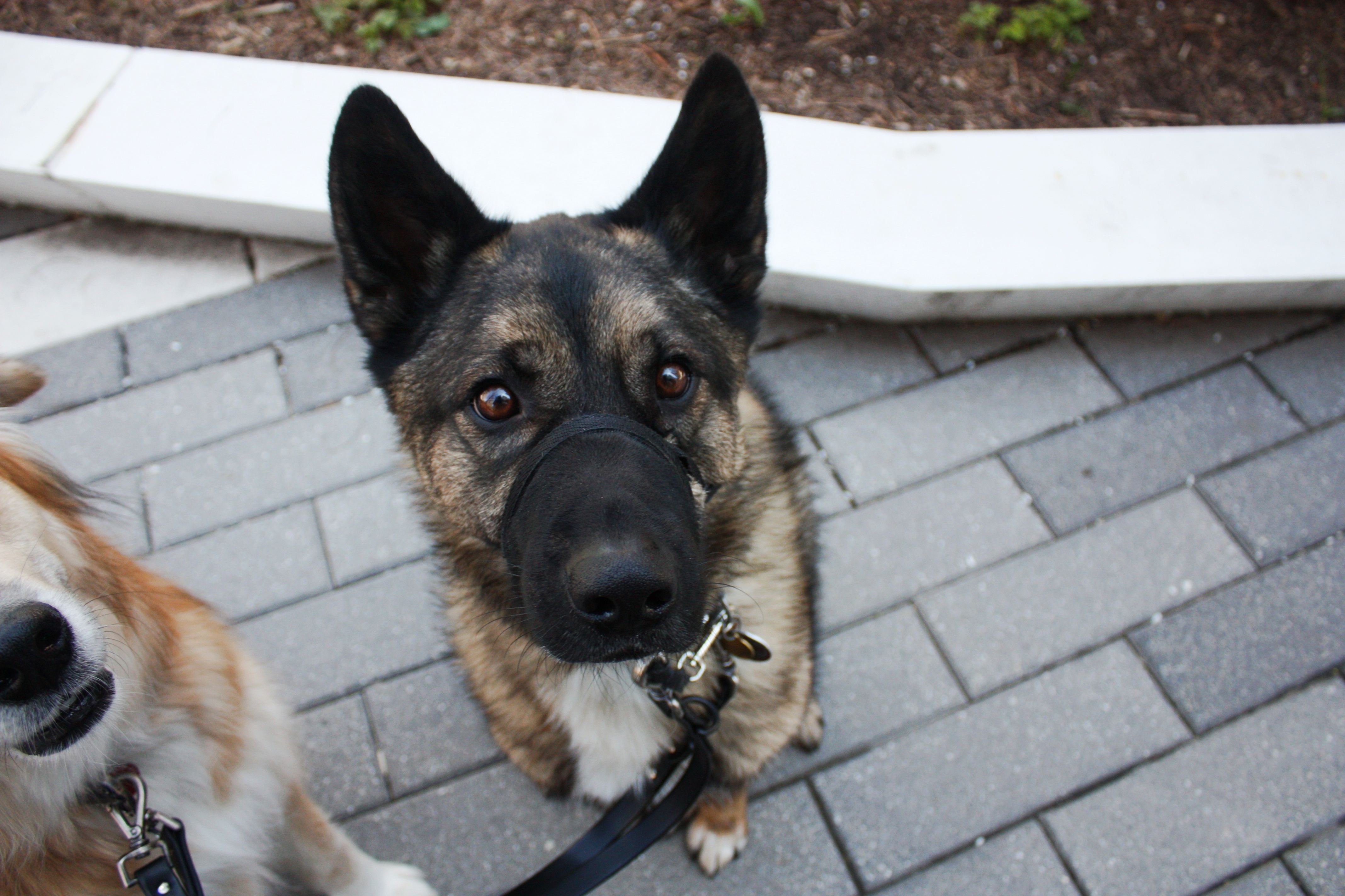 Seaport Pups 5